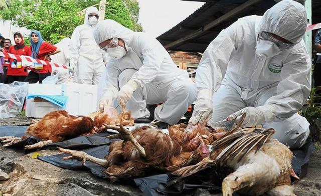 廊坊禽流感:禽类流感传染给人与转基因伺料是否有关