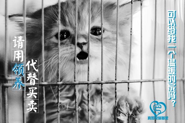 关于流浪狗和流浪猫感悟:养一只捡来的流浪猫或者流浪狗是种什么体验？ 关于流浪狗和流浪猫感悟