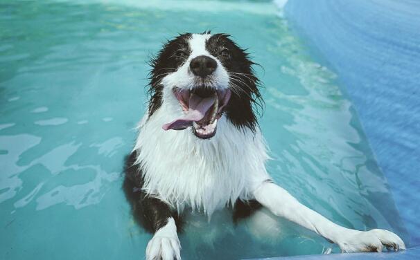 边境牧羊犬的图片上传:边境牧羊犬这么聪明，为什么养的人还是比较少的？