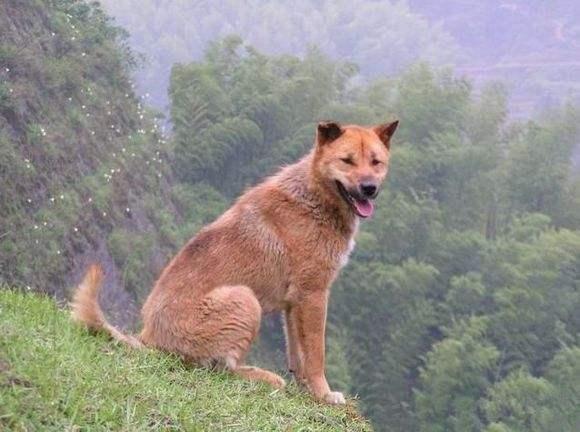 阿波罗藏獒的评定标准:如何挑选一只优秀的藏獒幼犬？有何依据？ 阿波罗藏獒值钱吗