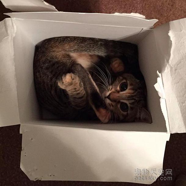 为什么猫咪能像液体一样:猫咪很软，抱起来像水，这正常吗？