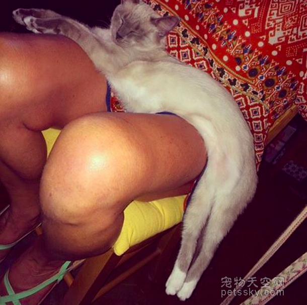 为什么猫咪能像液体一样:猫咪很软，抱起来像水，这正常吗？