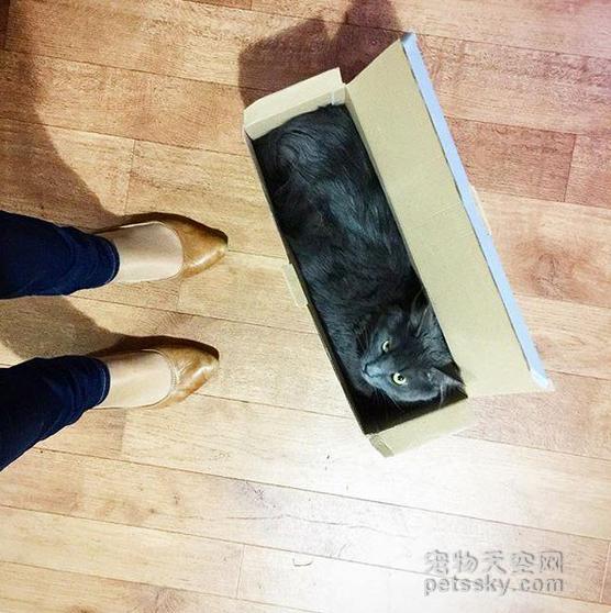 为什么猫咪能像液体一样:猫咪很软，抱起来像水，这正常吗？