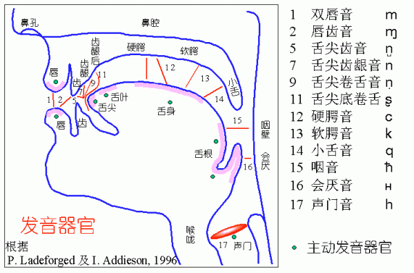怎样读好声母g的发音？