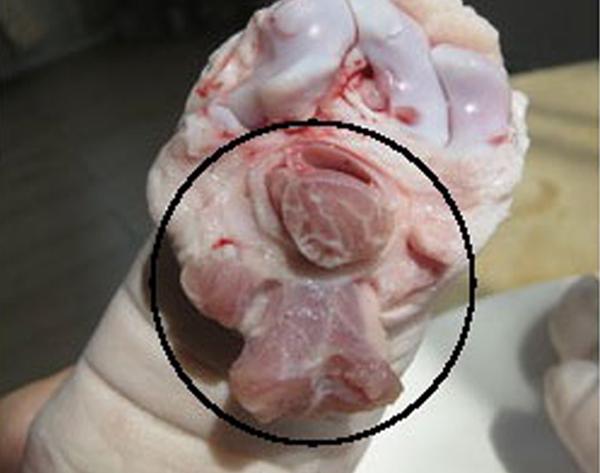 头条问答 想买个猪蹄炖着吃 是买前腿好还是买后腿好 为什么 食材大搜罗的回答 0赞