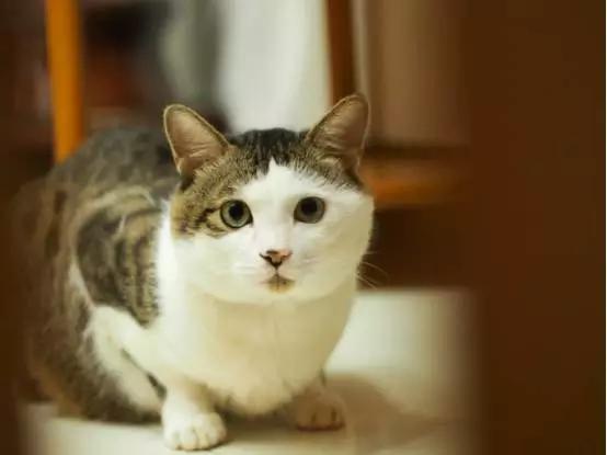 安吉拉小猫灵异事件:你见过哪些猫的诡异行为？