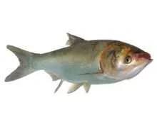 笋壳鱼是入侵物种吗，为什么广东人把罗非鱼、鲮鱼、清道夫鱼称为三大“垃圾”鱼