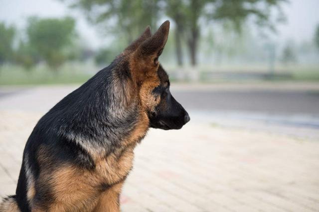 给狼青狗狗起名字:买了一条狼青犬，帮忙取一个名字，要求能带来好运跟幸福相关的？ 一般给狼青狗起名字叫什么