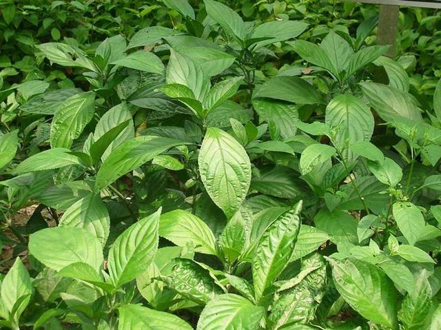 头条问答 - 夏桑菊的好处?(4个回答)