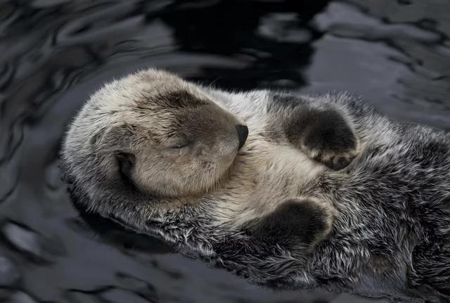 海葵图片:海葵图片怎么吃 海里的生物怎么睡觉。特别是想鲸鱼这么大个的？