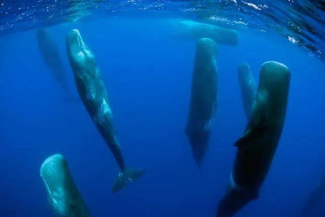 海葵图片:海葵图片怎么吃 海里的生物怎么睡觉。特别是想鲸鱼这么大个的？