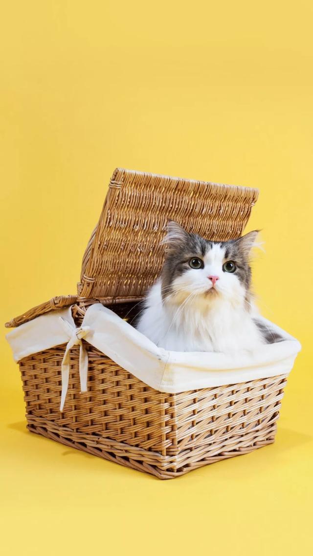 水木娃猫为什么要吃老鼠:为什么家里的老鼠总是除不尽，大家有什么好的办法吗？