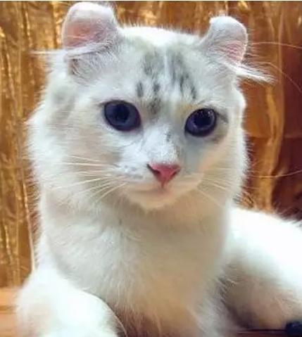 世界上最贵的猫咪是什么？