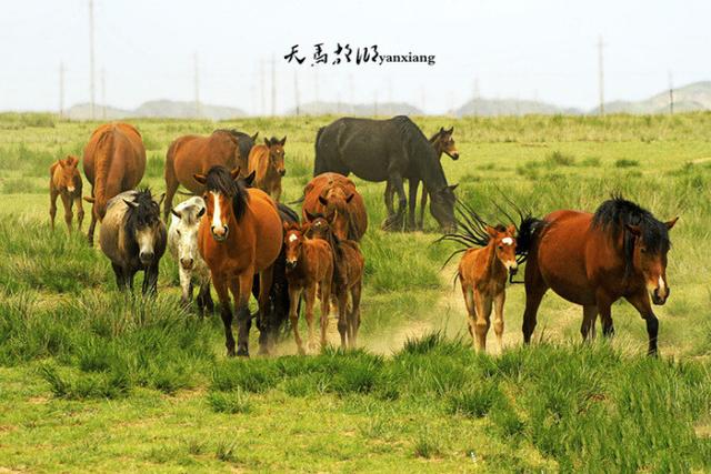 甘肃发现首例白化野骆驼:骆驼有许多散养的，怎样区分骆驼是野骆驼还是家骆驼