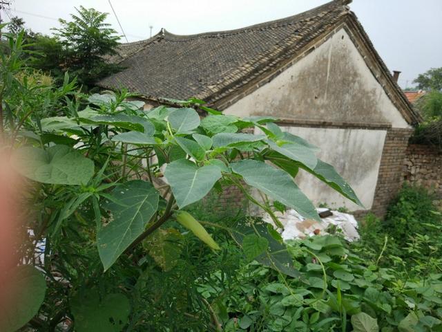 马峦山睇禾雀花怎么走:现在农村吃酒席，一般随礼多少钱比较合适？