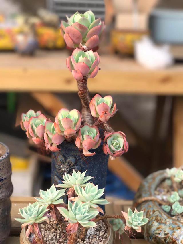 多肉植物在户外过冬会冻伤吗 头条问答