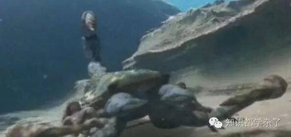 远古巨兽大复活旋齿鲨:远古巨兽旋齿鲨 如果让你根据企鹅的骨骼来复原企鹅，你会把企鹅复原成什么样子？