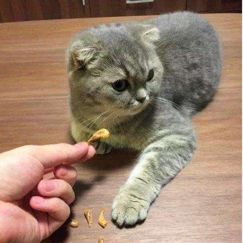 野猫驯养法:野猫驯养法 小说 捡到一个2周大的小奶猫，该怎么养？