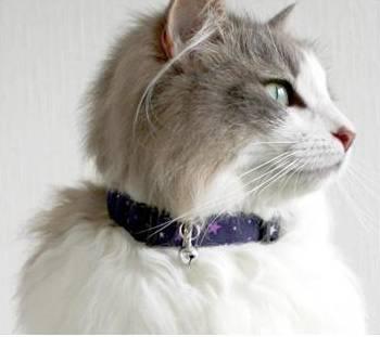 铃铛猫叫什么:该不该给猫戴项圈和铃铛？