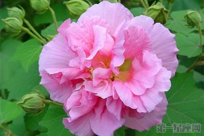 头条问答 木芙蓉的花语是什么 谁说说看 4个回答