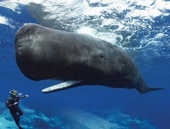 虎鲸的天敌是什么，虎鲸是不是海洋中最大的攻击性猎食动物