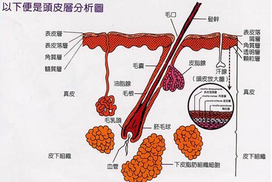 头条问答- 把毛囊杀死后还会有毛囊炎吗？(文化观察人的回答，0赞）