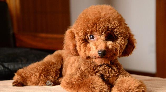 香槟色泰迪犬怎么养:宠物狗泰迪的饲养方法，两个月小泰迪怎么养？