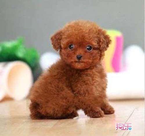 香槟色泰迪犬怎么养:宠物狗泰迪的饲养方法，两个月小泰迪怎么养？