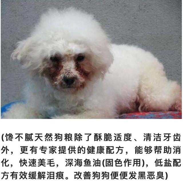 2018狗狗美容照片:金毛做一次美容要多少钱？ 狗狗美容包括哪些项目