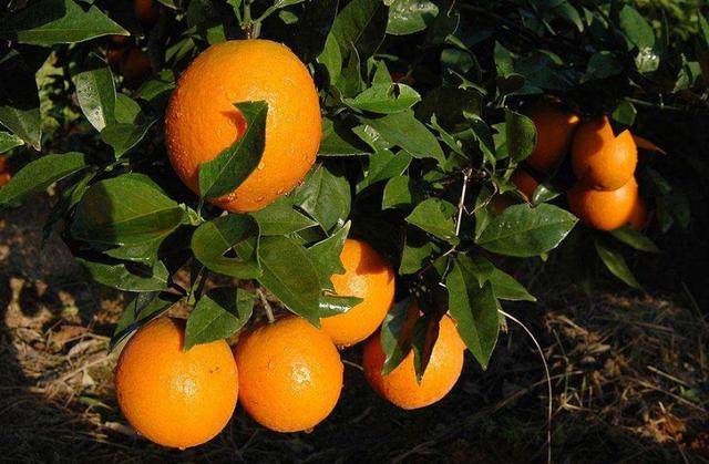 赣南脐橙图片3