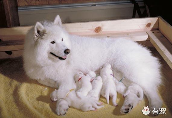 萨摩耶幼犬可以吹电扇吗:第一次养萨摩耶需要注意什么？