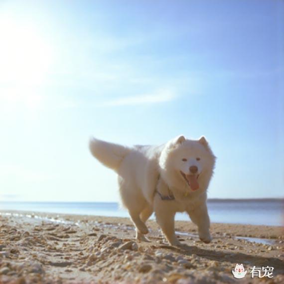 萨摩耶幼犬可以吹电扇吗:第一次养萨摩耶需要注意什么？