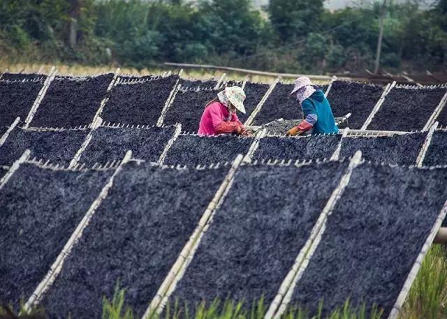 福建是中国最盛产名茶的地方吗，福建有什么特色的特产值得一买