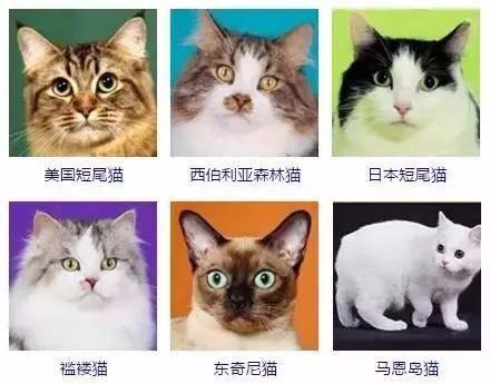 宿舍里怎么养猫:你怎么看待大学生在宿舍养宠物的现象？ 宿舍里养猫都是怎么藏的