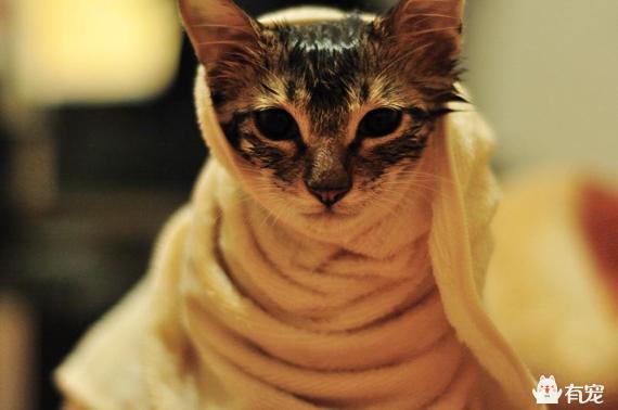 调皮的咖啡猫:如何让一只脾气臭到爆的加菲猫脾气好点？