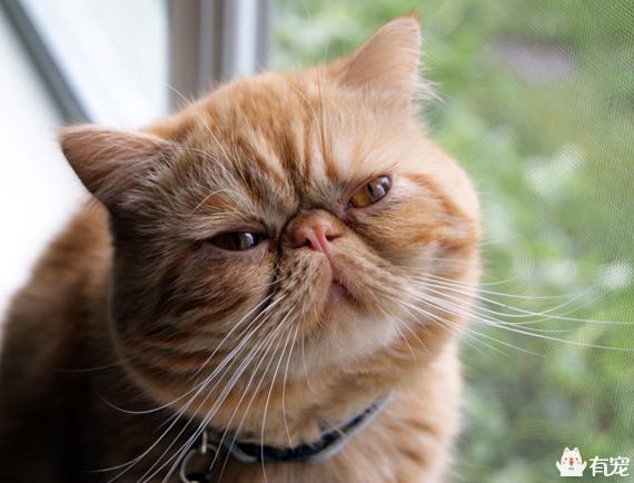 调皮的咖啡猫:如何让一只脾气臭到爆的加菲猫脾气好点？
