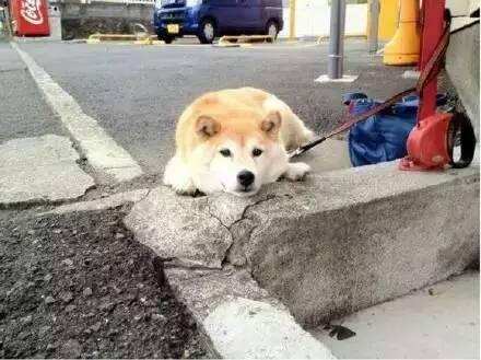 日本截尾猫:日本截尾猫图片 在日本宠物可以进地铁吗？