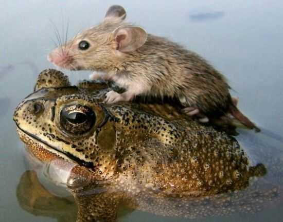 头条问答 - 有人吃过癞蛤蟆和天鹅一起煮的肉吗?(8个回答)