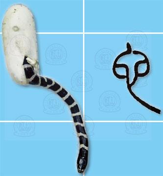 头条问答 许慎的 说文解字 有哪些局限 汉字谷主的回答 0赞