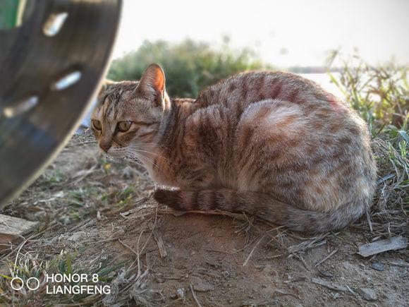 tag 猫猫表情网:你的猫拍表情相片吗？你都有哪些好看的图片呢？