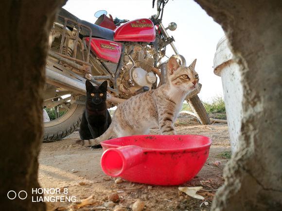 猫猫表情网加油:猫咪的情绪会有表情表现出来吗？