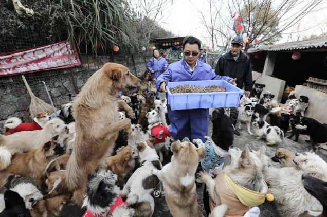 杭州宠物领养中心小猫:请问武汉市区哪里可以领养猫呢？ 杭州宠物领养平台