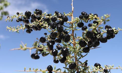 黑枸杞产地哪里最出名，为什么称青海柴达木的黑枸杞是枸杞中的精品