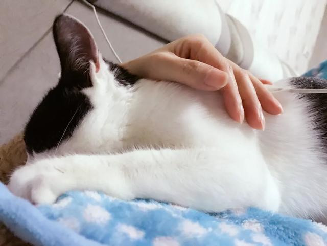 爱洗澡的猫猫视频:小朋友爱洗澡的视频 你洗澡时猫咪老是蹲在门口吗，它是守护你么？
