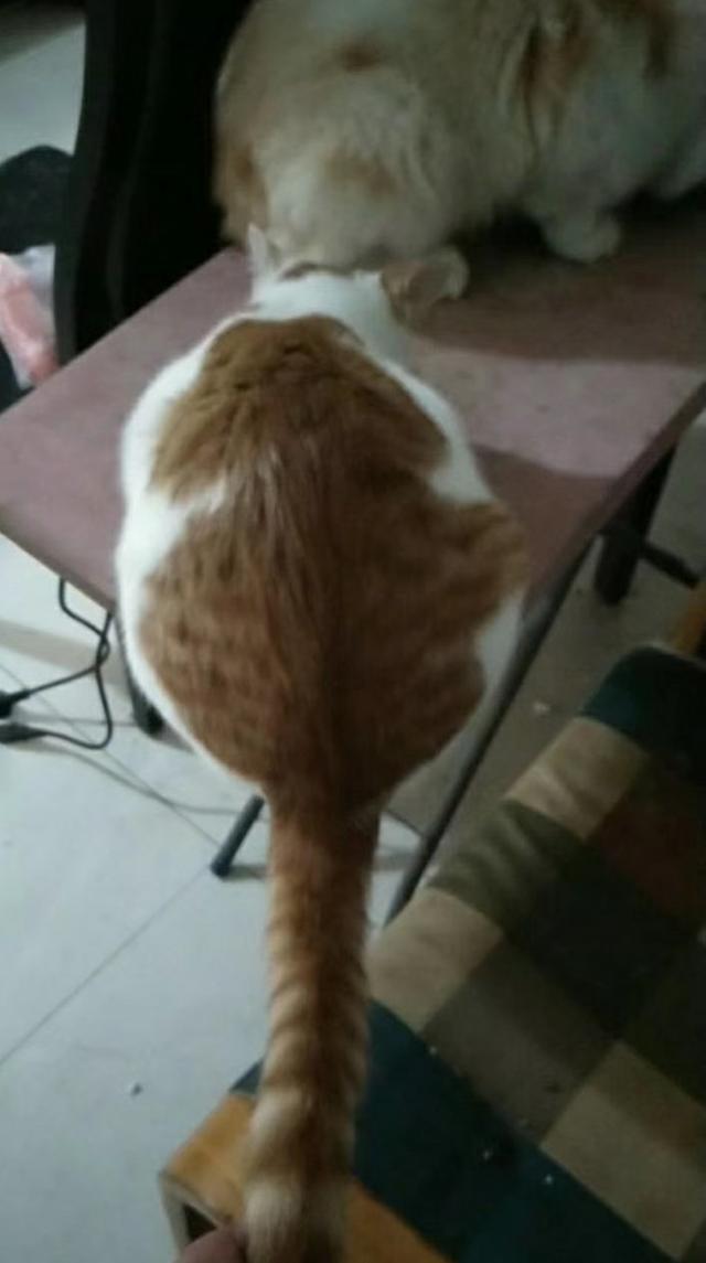 日本截尾猫卡通版:为什么流浪猫的寿命特别短？