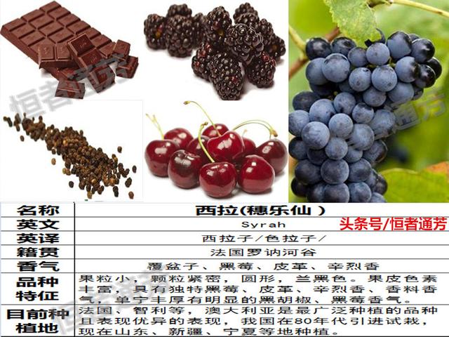 赛美容葡萄特点:葡萄种类繁多，哪种葡萄适宜酿酒？