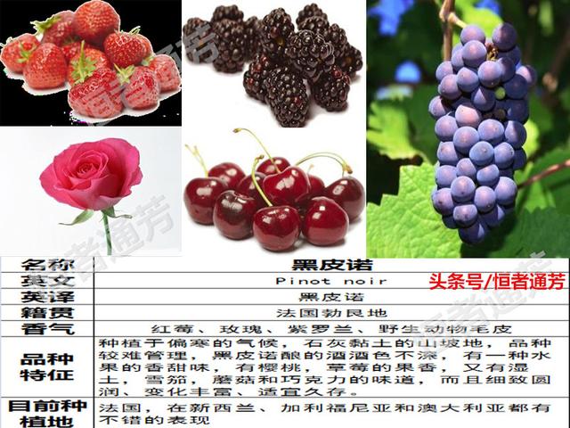 赛美容葡萄特点:葡萄种类繁多，哪种葡萄适宜酿酒？