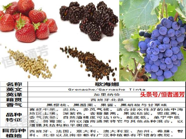 赛美容葡萄特点:葡萄种类繁多，哪种葡萄适宜酿酒？