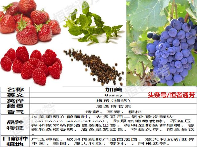 赛美容葡萄特点:葡萄种类繁多，哪种葡萄适宜酿酒？