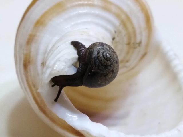 头条问答 - 什么是黑蜗牛理论?(1个回答)